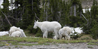 Mountain Goats Glacier N.P. 3590